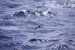 Black-browed Albatross Over "Calm" Drake Passage