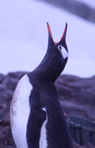 Penguins Find Their Mates By Yelling For Them