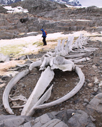 Reconstructed Whale Skeleton