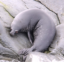 Weddell Baby Seal