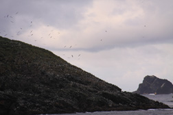 Diego Ramirez Islands - Home of Many Birds, Penguins & Seals