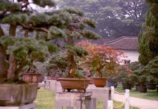 Hangzhou Bonsai Garden