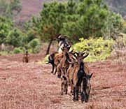 Roaming Goats